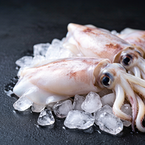 Cuttlefish